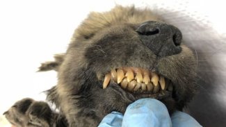 18 bin yıllık neredeyse hiç bozulmamış bir yavru hayvan cesedi bulundu.