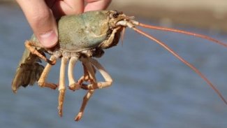 Van Gölü'nde büyük tehlike!