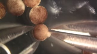 Bilim insanları canlı hücrelerden robot üretti 