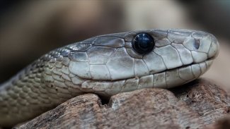 Çin'den dünyaya yayılan virüs, yılandan geçmiş olabilir