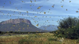 13 milyon kişi tehlikede! BM'den 'istila' uyarısı