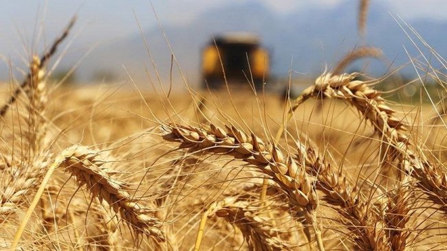Rojava'dan Türkiye'ye 20 bin ton hububat ithal edilecek