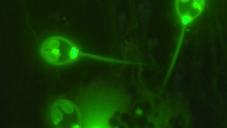 Bilim insanlarından inanılmaz keşif: Nefes almayan bir canlı bulundu