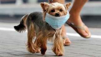 Koronavirüs ilk kez bir köpekte görüldü
