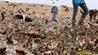 BM'den felaket uyarısı geldi: 'Çekirge istilası Türkiye sınırında' iddiası