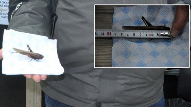 Çekirge istilası haberlerinin ardından Yüksekova'da şaşırtan görüntü!