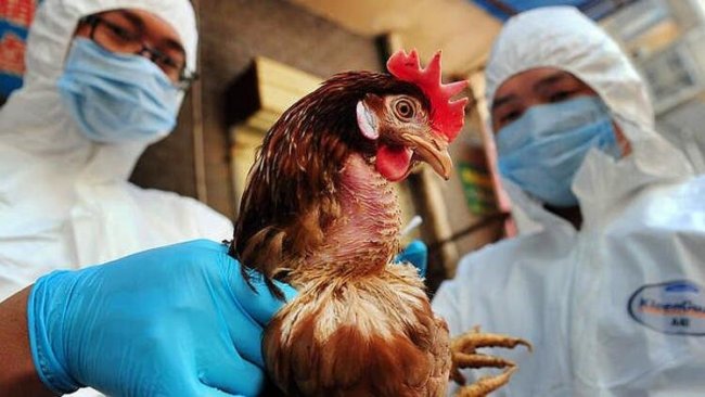 Hindistan'da üç ayrı bölgede kuş gribi vakası görüldü