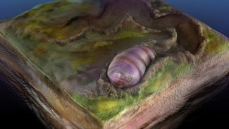 Heyecanlandıran keşif: 555 milyon yıllık fosil insan ve hayvanların atası mı?