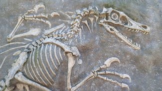 67 milyon yıllık bir dinozor fosili bulundu