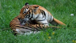 ABD’de bir kaplan koronavirüsüne yakalandı