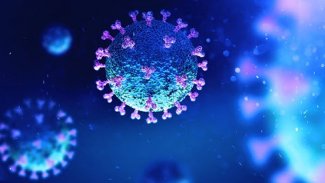 Bilim insanları, yarasalarda 6 yeni koronavirüs keşfetti