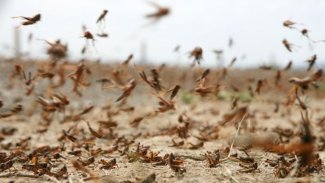 Çekirge istilası: 1 milyon kişi aç kalabilir