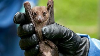 Bilim insanları yarasaları inceledi: 6 yeni virüs türü ortaya çıktı