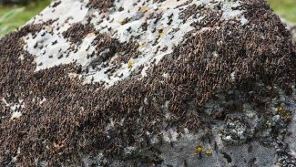 Urfa'da çekirge istalası