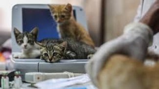 ABD'de ilk defa evcil hayvanlarda koronavirüs tespit edildi