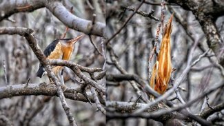 Nesli tükenme tehlikesindeki 'Hint Balıkçıl' kuşu görüntülendi