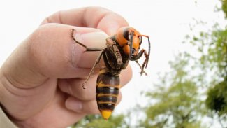 ABD'de 'katil arı' paniği yaşanıyor