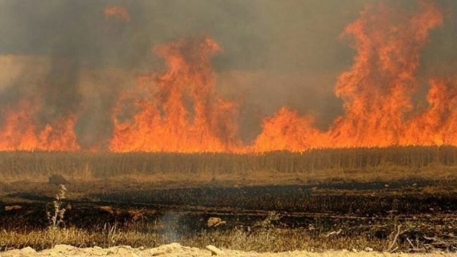 IŞİD, onlarca dönüm tarım arazisini kullanılamaz hale getirdi