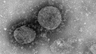 ABD'de tavşanları etkileyen yeni ölümcül salgın uyarısı