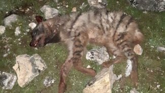 'Kırmızı listede' yer alan çizgili sırtlanı köpeklere parçalattılar