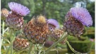 Deve dikenleri ekildi topraklarımıza.