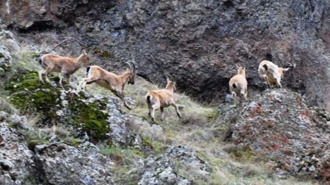 Dersim’de Dağ Keçilerini avlatma ihalesi yargıya taşındı