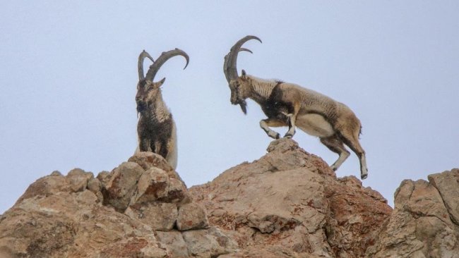 Dersim’deki ‘katliam ihalesi’ iptal edildi