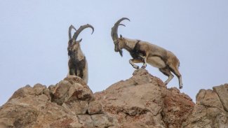 Dersim’deki ‘katliam ihalesi’ iptal edildi