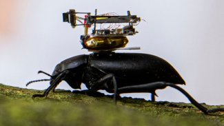 Böceklerin üzerine yerleştirilen, küçük kameralar geliştirildi