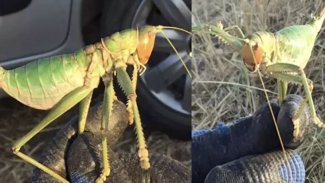 Kürt ilinde 25 santimetrelik dev çekirge görüldü