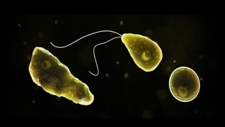 ABD'de içme suyunda beyin yiyen amip tespit edildi