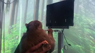 Elon Musk'ın beyin çipi maymun üzerinde denendi