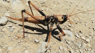 Batman'da dev etçil çekirge görüldü