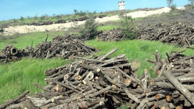 HDP’li Kaçmaz: Cudi dağında her gün 400 ton ağaç kesiliyor