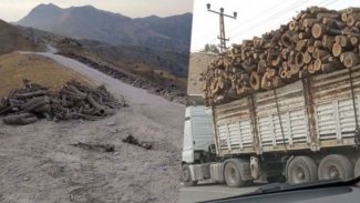 Duhok ve Şırnak Valiliklerinden ağaç kesimlerine karşı ortak karar
