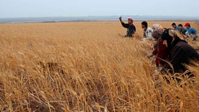 Suriye ve Rojava’da kuraklık uyarısı