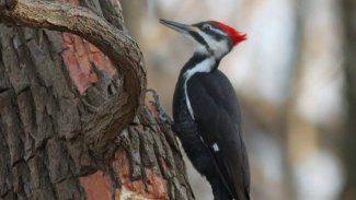 ABD'de 23 canlı türünün nesli tükendi