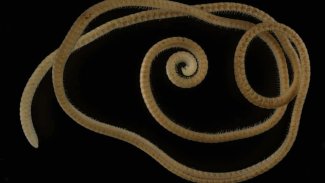 Yeni keşfedilen 1300 bacaklı kırkayak türünün rekorunu kırdı