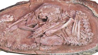 Çok iyi korunmuş dinozor embriyosu: Tam 66 milyon yaşında