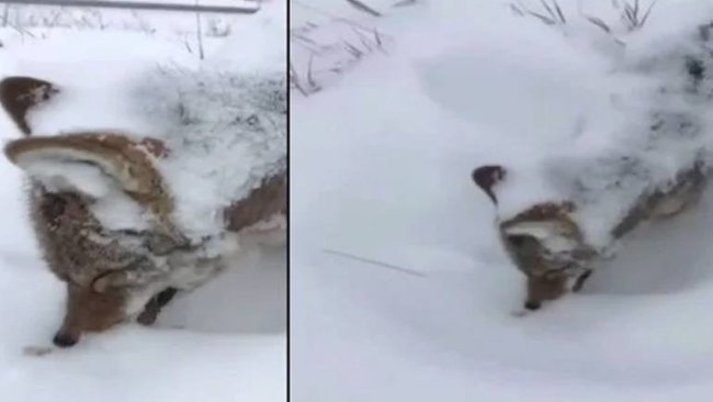 Erzurum’da hayrete düşüren görüntü: Kurt ayakta dondu