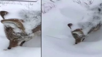 Erzurum’da hayrete düşüren görüntü: Kurt ayakta dondu