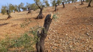  Afrin'de Türkiye destekli gruplar yüzlerce zeytin ağacı kesti