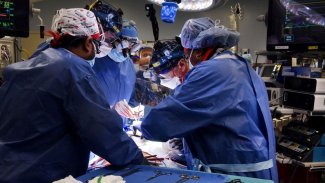 ABD'de domuzdan insana ilk kalp nakli