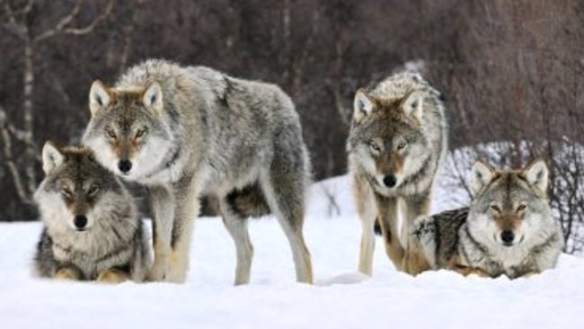 Hakkari'de şehre inen aç kurtlar, kangal köpeğini parçaladı