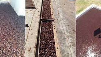 Arjantin’de gergedan böceği istilası