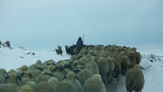 Diyarbakır-Çermik'te 40 bin hayvan 12 gündür susuzluktan ölümle pençeleşiyor
