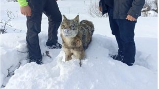 Sivas'ta kurt ayakta dondu