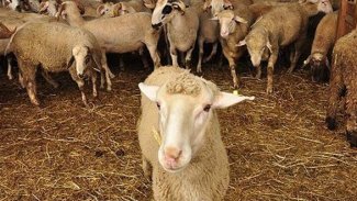 Iğdır'da mavi dil paniği, bazı köylerde karantinaya alındı