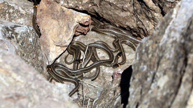 Hakkari: 'Kış uykusundan uyandılar'