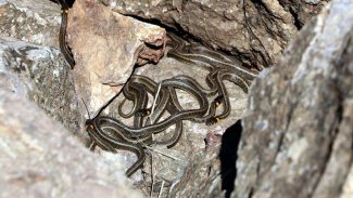 Hakkari: 'Kış uykusundan uyandılar'